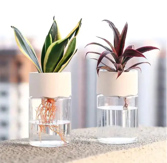 Transparent Small Pot For Plant Hydroponic Desktop