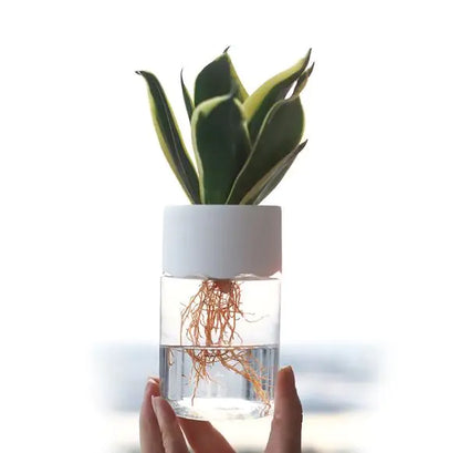 Transparent Small Pot For Plant Hydroponic Desktop